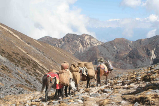 Gangtey Gompa Trek