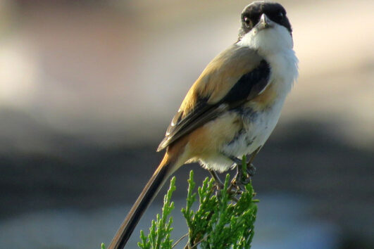 bhutan bird watching tour