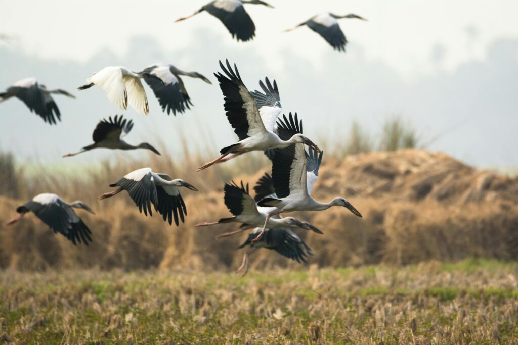 nepal birding tour